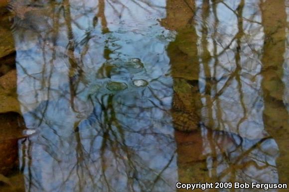 Northern Green Frog (Lithobates clamitans melanota)