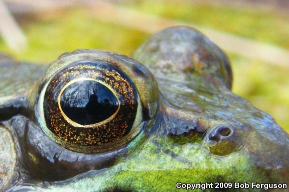 Northern Green Frog (Lithobates clamitans melanota)