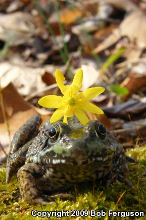 Northern Green Frog (Lithobates clamitans melanota)