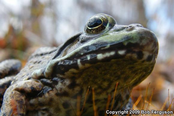 Northern Green Frog (Lithobates clamitans melanota)