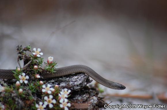 Rough Earthsnake (Virginia striatula)