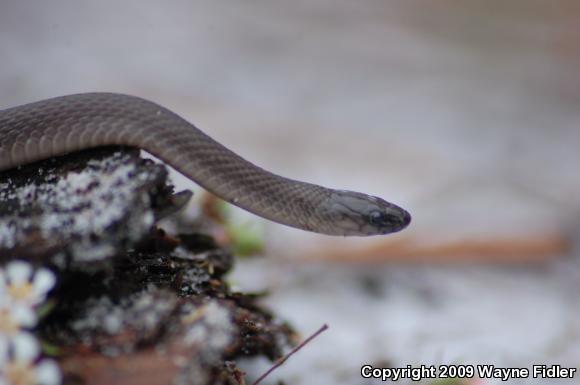 Rough Earthsnake (Virginia striatula)