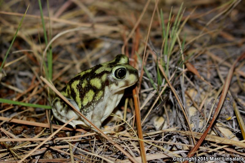 Couch's Spadefoot (Scaphiopus couchii)