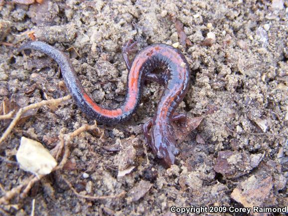 Southern Red-backed Salamander (Plethodon serratus)