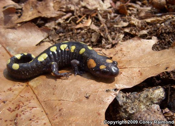 Spotted Salamander (Ambystoma maculatum)