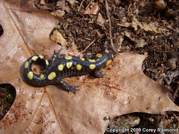 Spotted Salamander (Ambystoma maculatum)