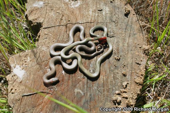 San Diego Ring-necked Snake (Diadophis punctatus similis)