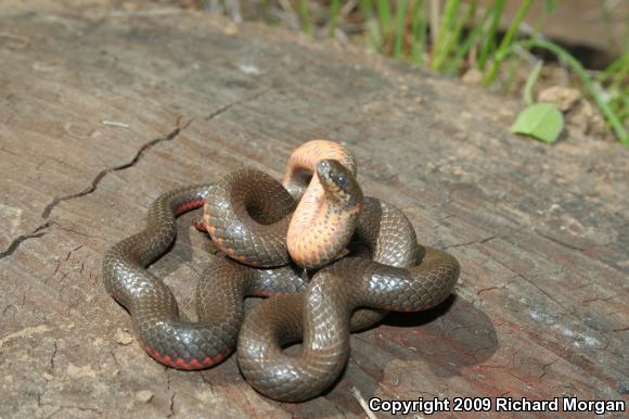 San Diego Ring-necked Snake (Diadophis punctatus similis)