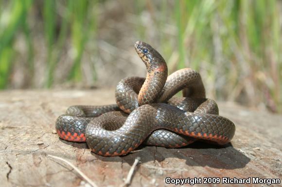 San Diego Ring-necked Snake (Diadophis punctatus similis)