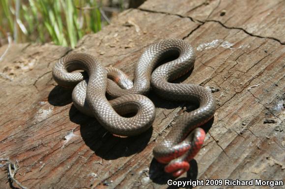 San Diego Ring-necked Snake (Diadophis punctatus similis)