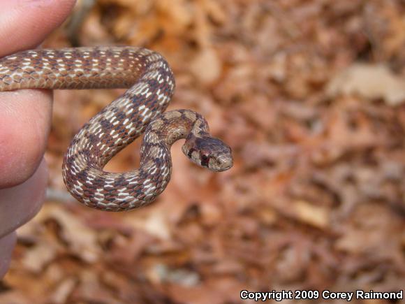 Dekay's Brownsnake (Storeria dekayi)