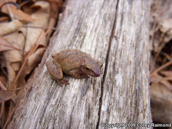 Spring Peeper (Pseudacris crucifer)