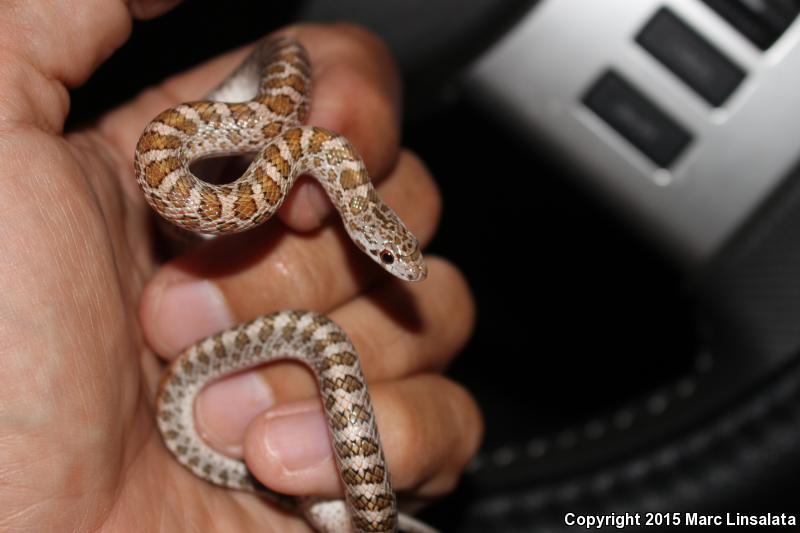 Painted Desert Glossy Snake (Arizona elegans philipi)