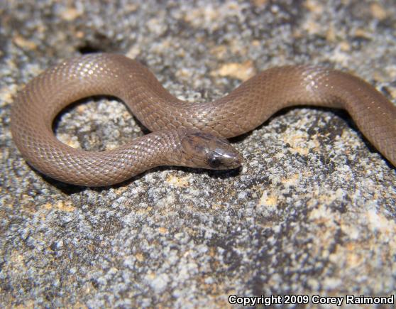 Rough Earthsnake (Virginia striatula)