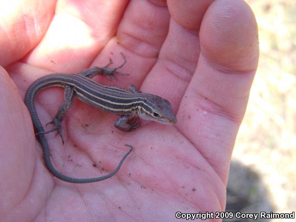 Six-lined Racerunner (Aspidoscelis sexlineata)