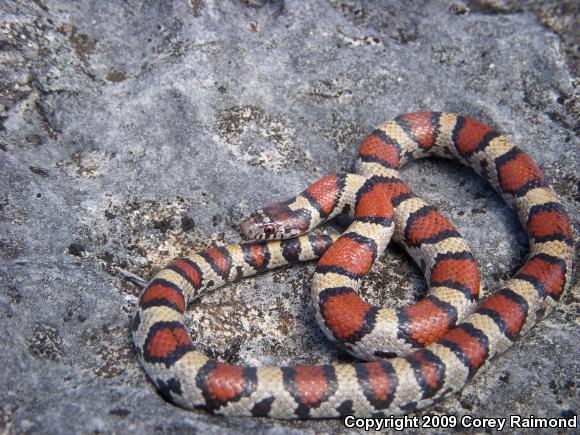 Red Milksnake (Lampropeltis triangulum syspila)