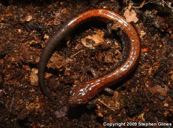 Eastern Red-backed Salamander (Plethodon cinereus)