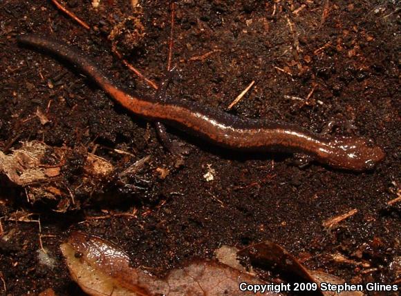 Eastern Red-backed Salamander (Plethodon cinereus)