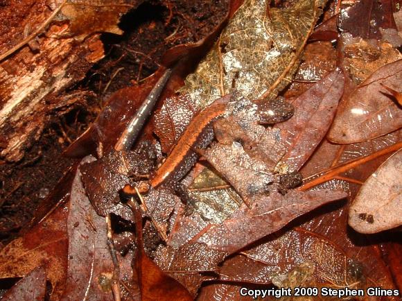 Eastern Red-backed Salamander (Plethodon cinereus)