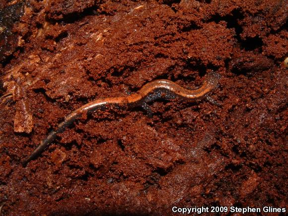 Eastern Red-backed Salamander (Plethodon cinereus)