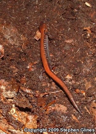 Eastern Red-backed Salamander (Plethodon cinereus)