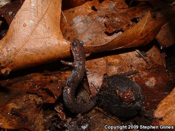 Eastern Red-backed Salamander (Plethodon cinereus)