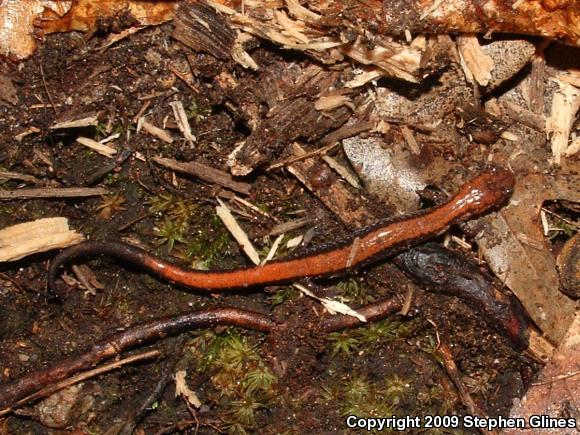 Eastern Red-backed Salamander (Plethodon cinereus)