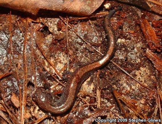 Eastern Red-backed Salamander (Plethodon cinereus)