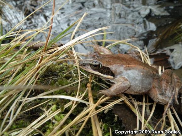 Wood Frog (Lithobates sylvaticus)