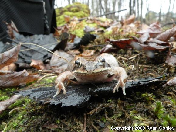 Wood Frog (Lithobates sylvaticus)