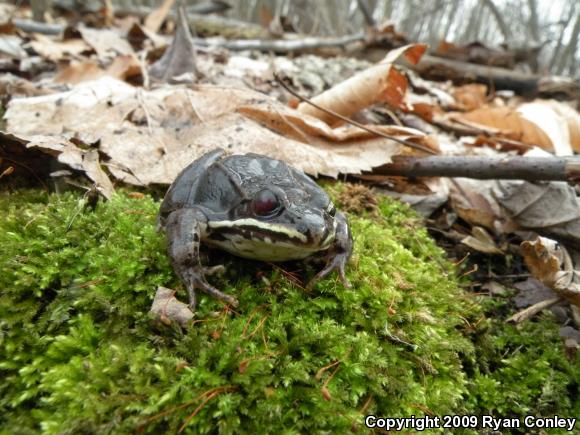 Wood Frog (Lithobates sylvaticus)