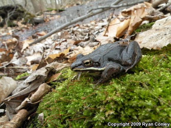 Wood Frog (Lithobates sylvaticus)