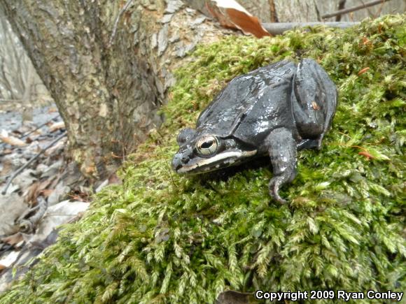 Wood Frog (Lithobates sylvaticus)