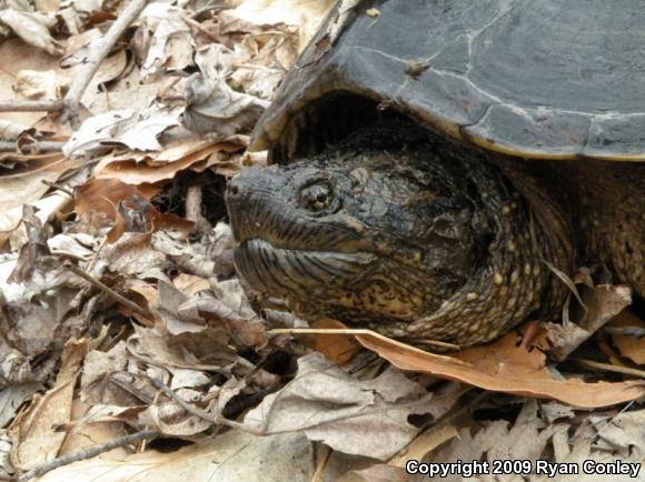 Eastern Snapping Turtle (Chelydra serpentina serpentina)