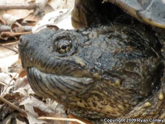 Eastern Snapping Turtle (Chelydra serpentina serpentina)