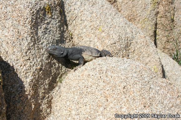 Common Chuckwalla (Sauromalus ater)