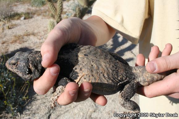 Common Chuckwalla (Sauromalus ater)