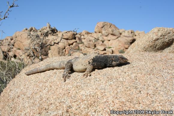 Common Chuckwalla (Sauromalus ater)