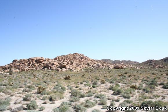 Common Chuckwalla (Sauromalus ater)