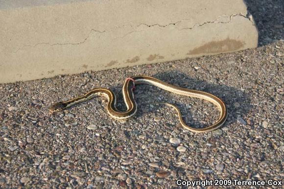 Western Black-necked Gartersnake (Thamnophis cyrtopsis cyrtopsis)