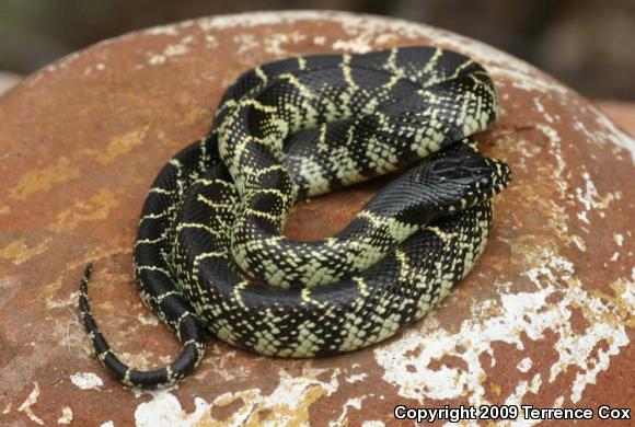 Desert Kingsnake (Lampropeltis getula splendida)