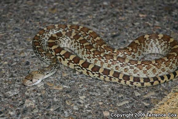 Sonoran Gopher Snake (Pituophis catenifer affinis)