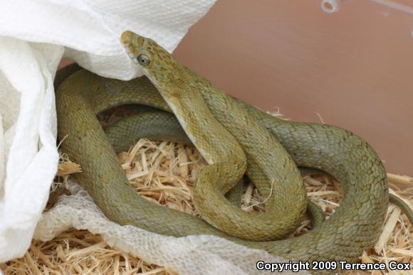 Green Ratsnake (Senticolis triaspis intermedia)