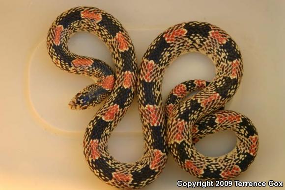 Western Long-nosed Snake (Rhinocheilus lecontei)