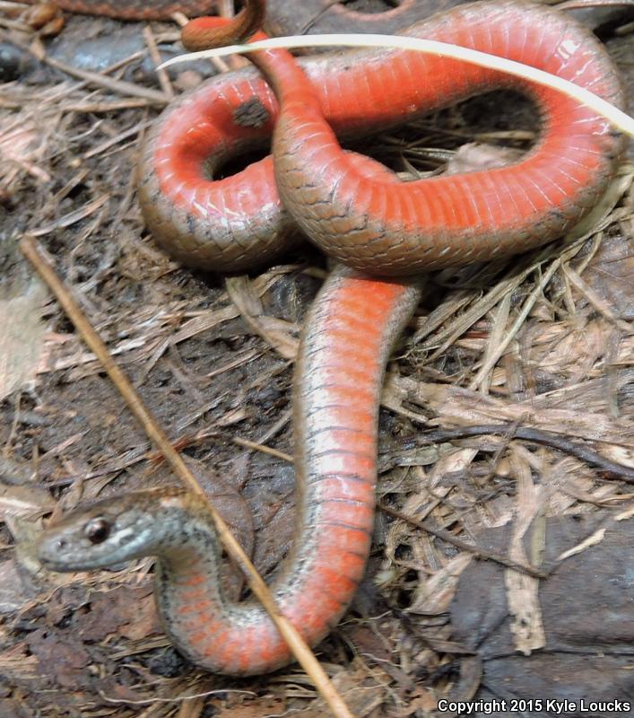 Northern Red-bellied Snake (Storeria occipitomaculata occipitomaculata)