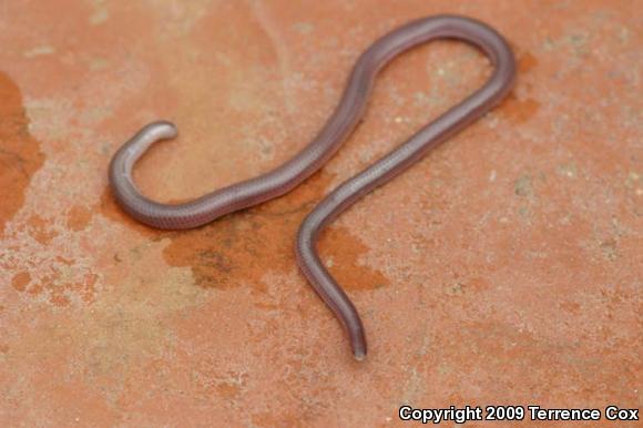 Western Threadsnake (Leptotyphlops humilis)