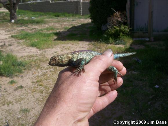 Granite Spiny Lizard (Sceloporus orcutti)