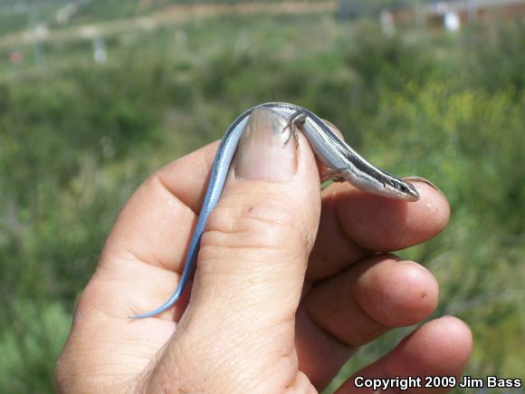 Western Skink (Plestiodon skiltonianus skiltonianus)