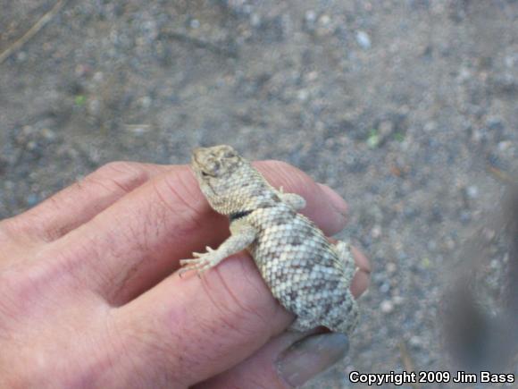 Yellow-backed Spiny Lizard (Sceloporus uniformis)