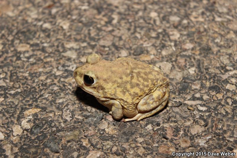 Couch's Spadefoot (Scaphiopus couchii)